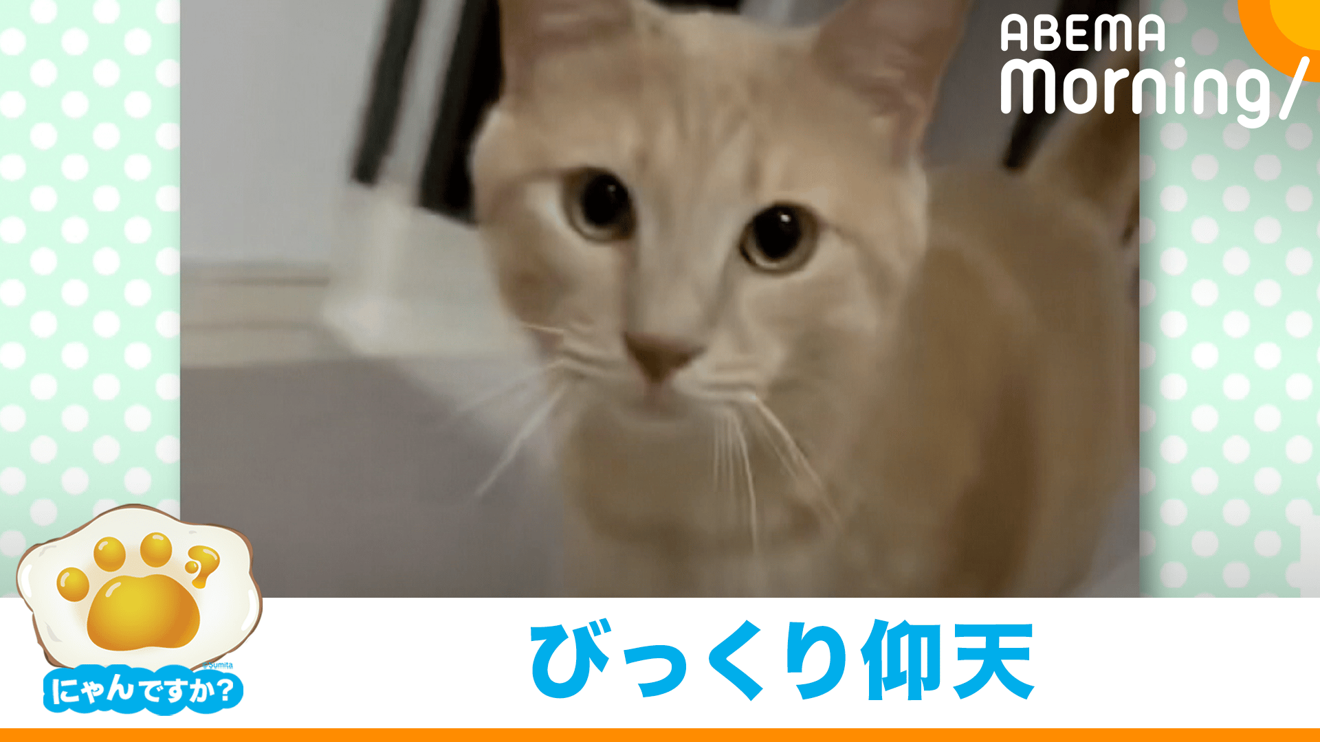 だるまさんが…えっ!! 驚かせ上手な猫｜にゃんですか - ABEMA Morning