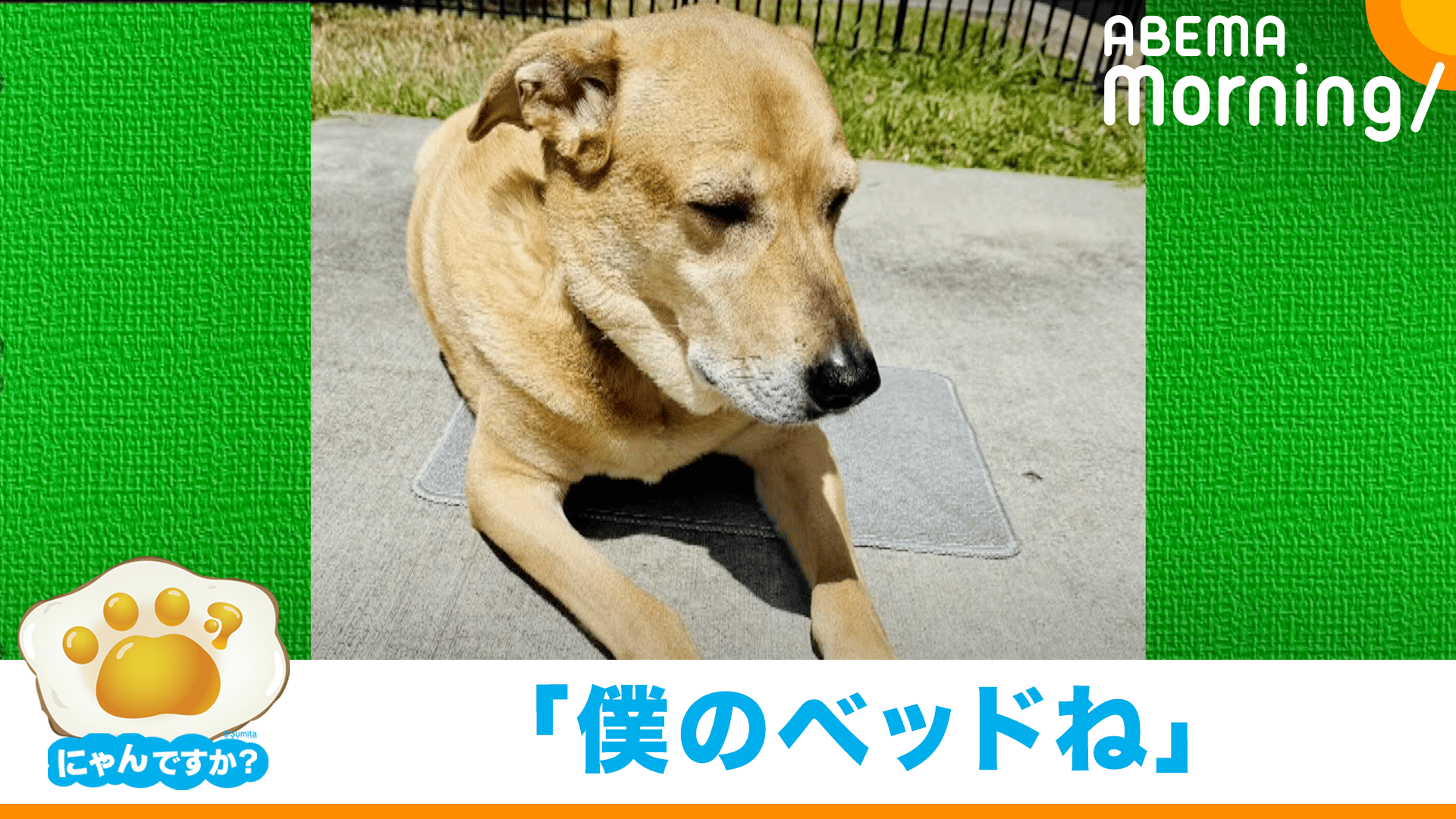 敷かれたら座る犬 その限界は…？(シェパードMIX)｜にゃんですか