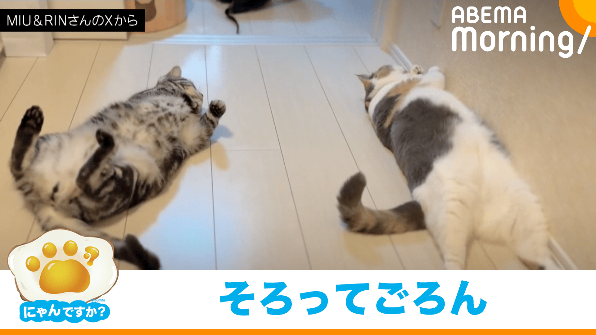 ネコとトリプルへそ天｜にゃんですか - ABEMA Morning【平日あさ7時