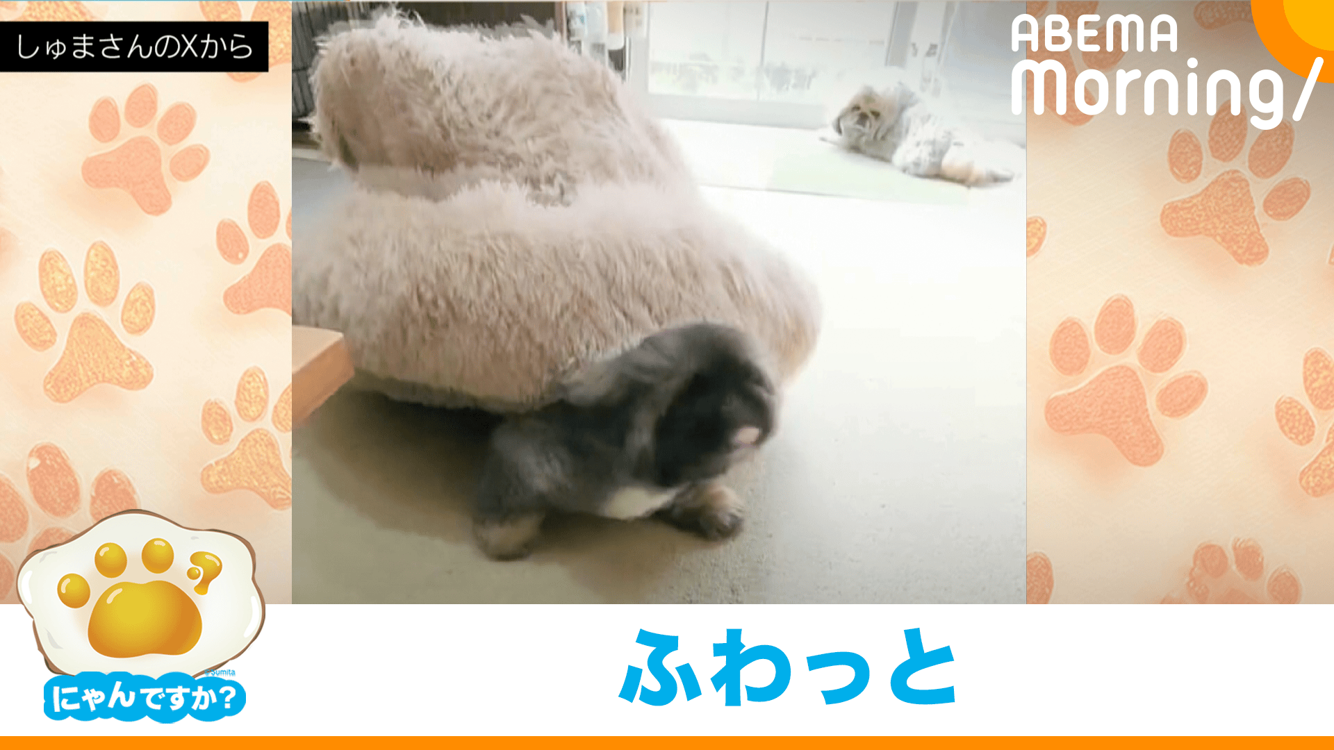 雪にすっぽり!冬になると元気になる柴犬|にゃんですか - ABEMA Morning