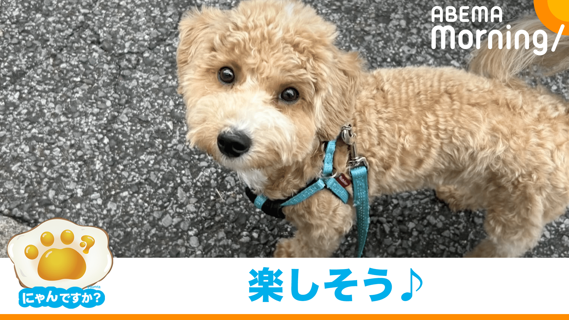 あわただしいけどなんだか楽しそうに食事する犬(マルチーズ×トイ