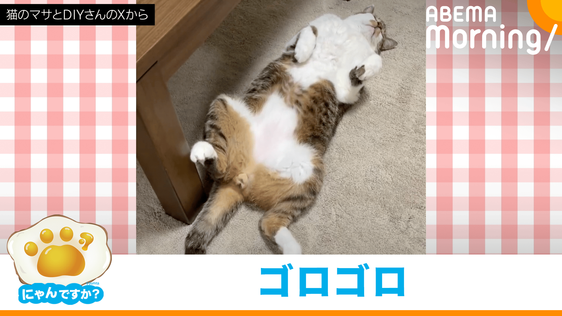 お腹出してごろ～ん 無防備すぎるネコ｜にゃんですか - ABEMA Morning