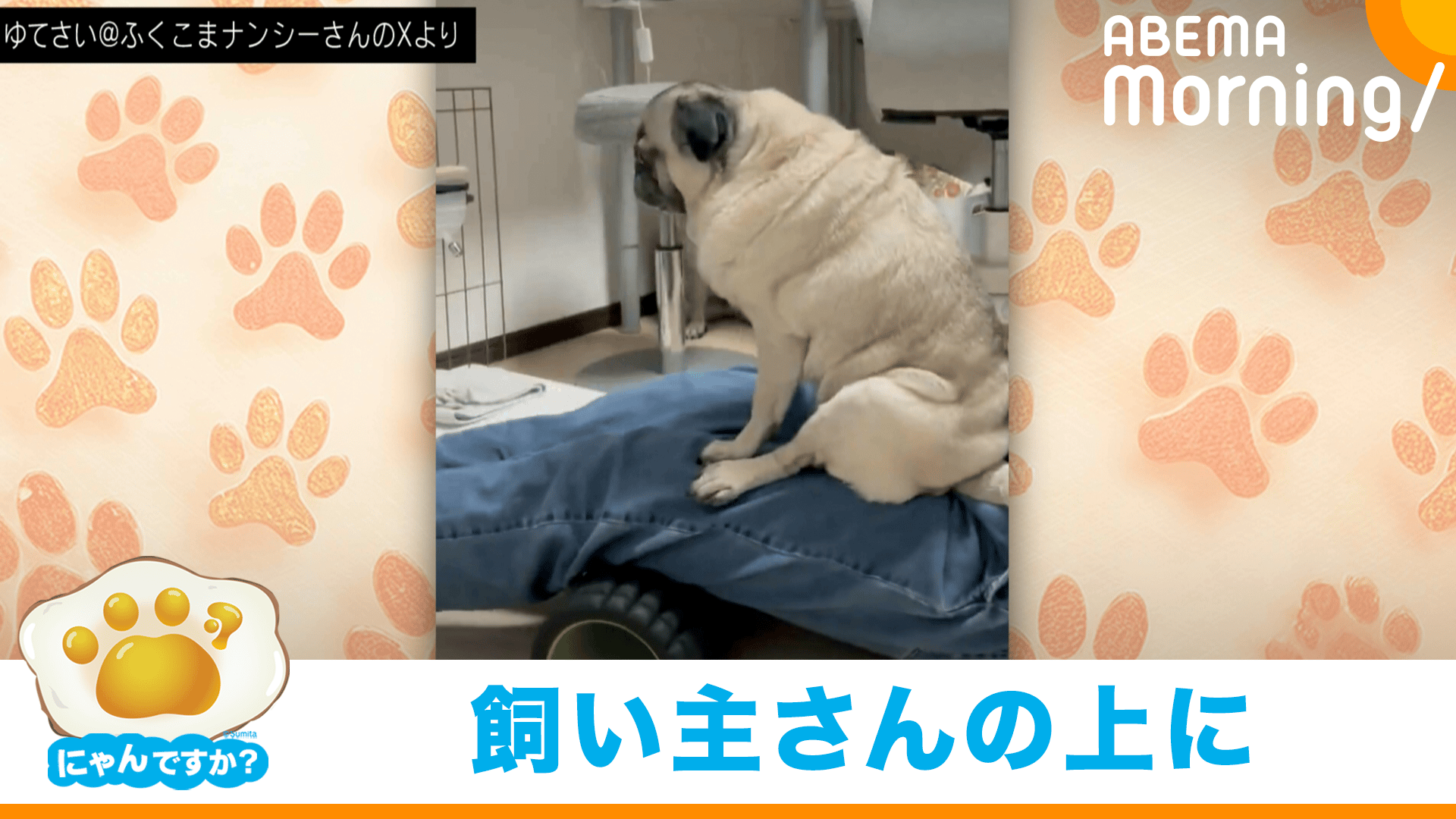 飼い主さんのストレッチをお手伝い?するパグ|にゃんですか - ABEMA