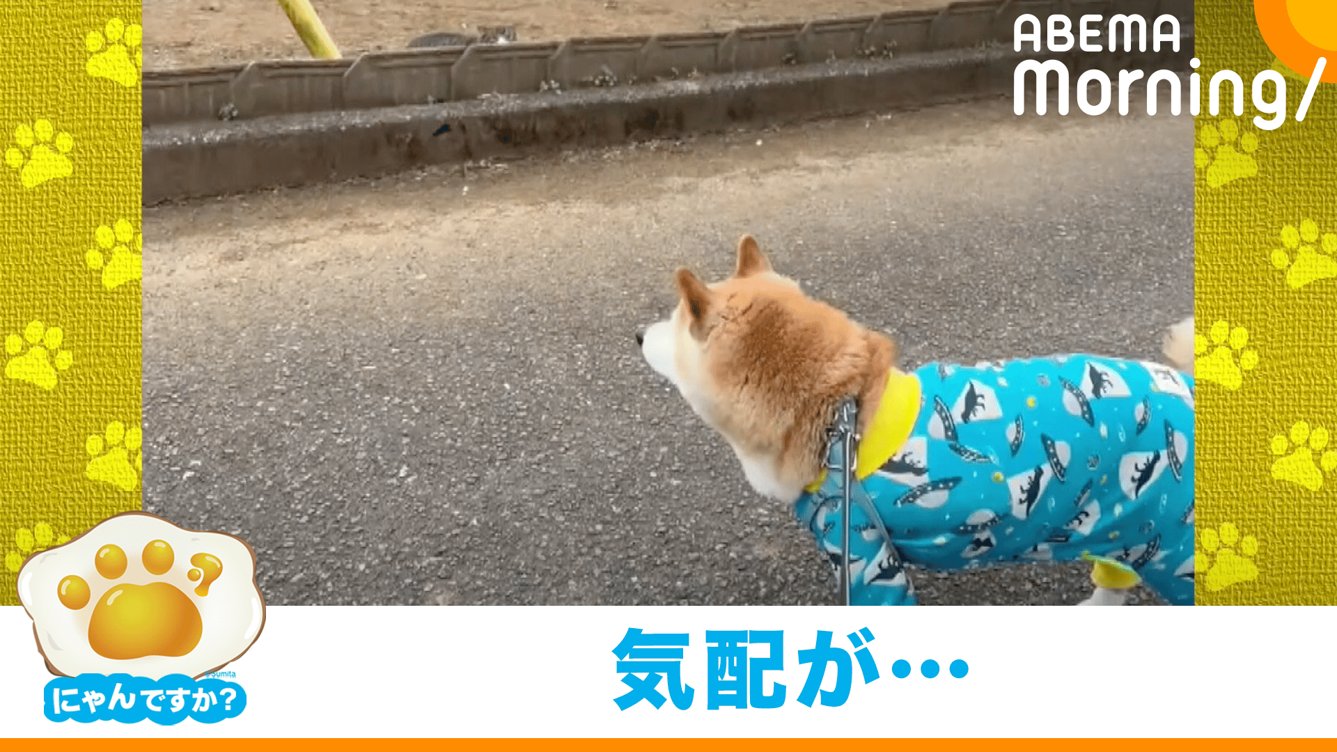 散歩中に突然ネコと遭遇もまさかの展開に…(柴犬)｜にゃんですか