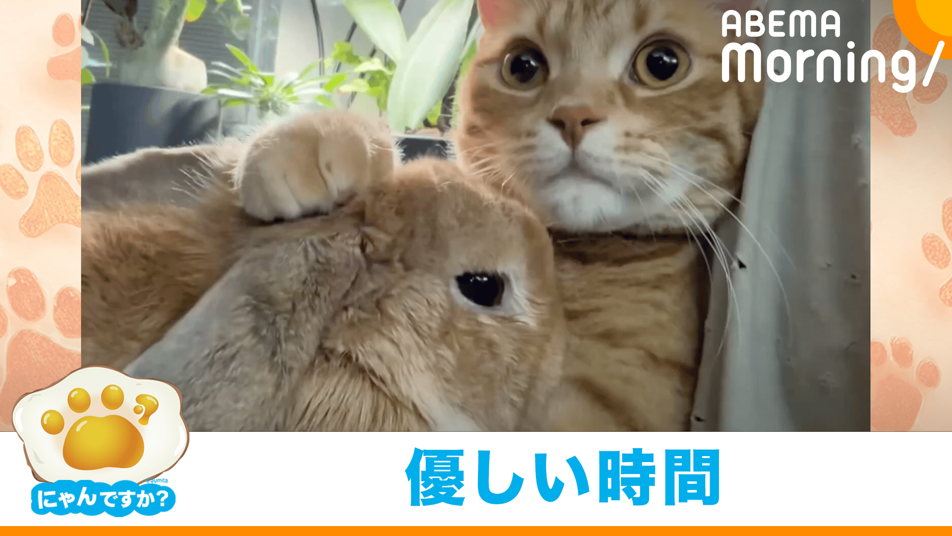 ABEMA Morning【平日あさ7時〜生放送】 - ネコとウサギの