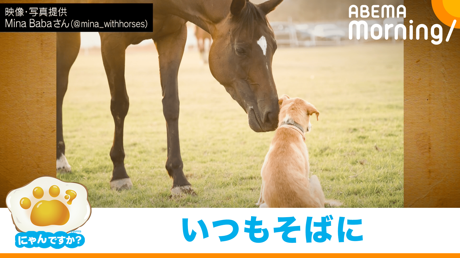 インドの大自然で共に生きる馬と犬｜にゃんですか - ABEMA Morning