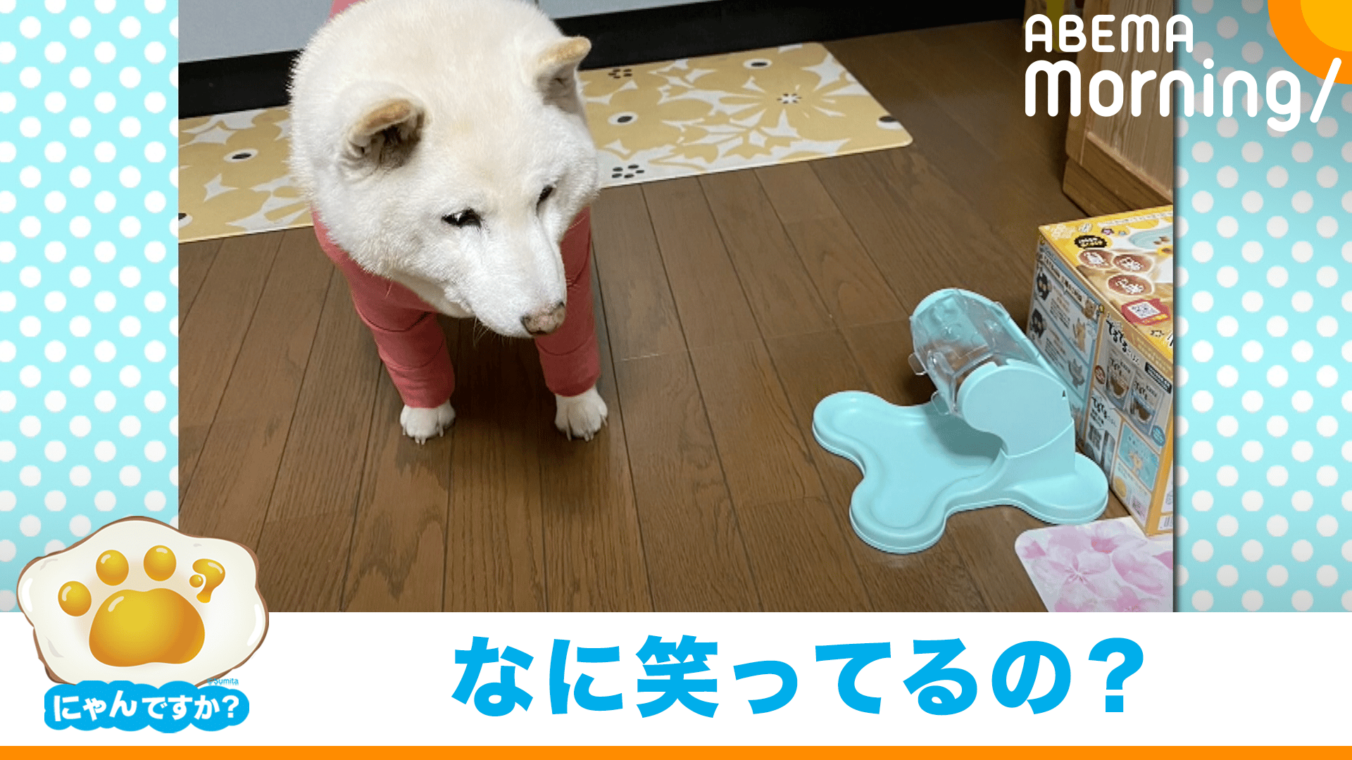 押すところそこじゃないよ…白柴の間違いに飼い主さんも爆笑｜にゃん