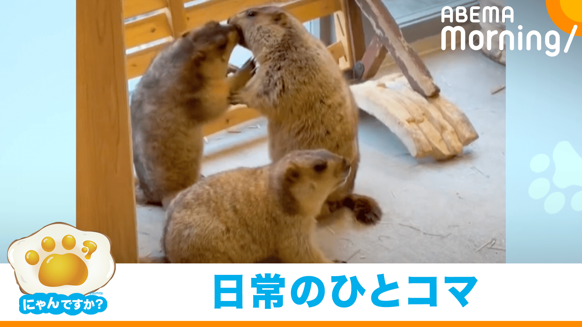 ケンカかな？と思いきや…マーモットの"謎行動"｜にゃんですか