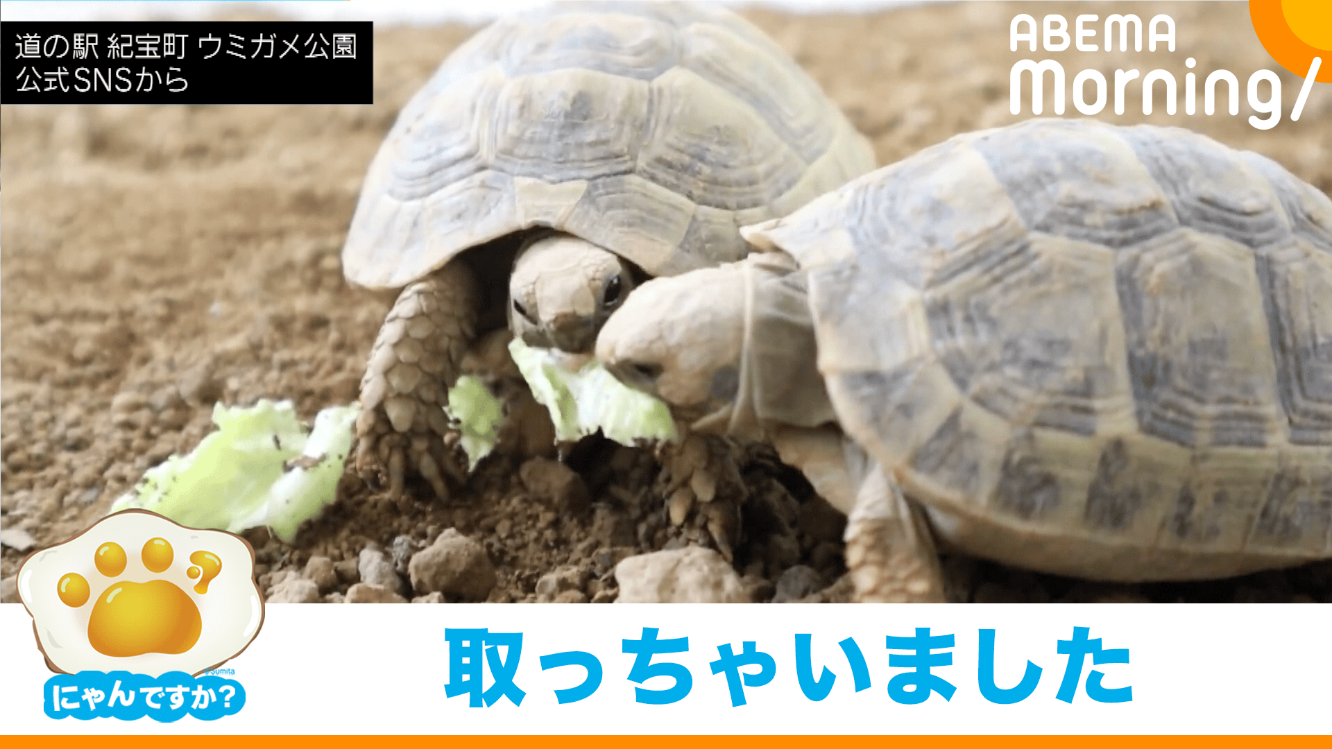 レタスを"横取り" リクガメの無秩序な光景｜にゃんですか