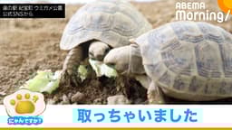 レタスを"横取り" リクガメの無秩序な光景|にゃんですか