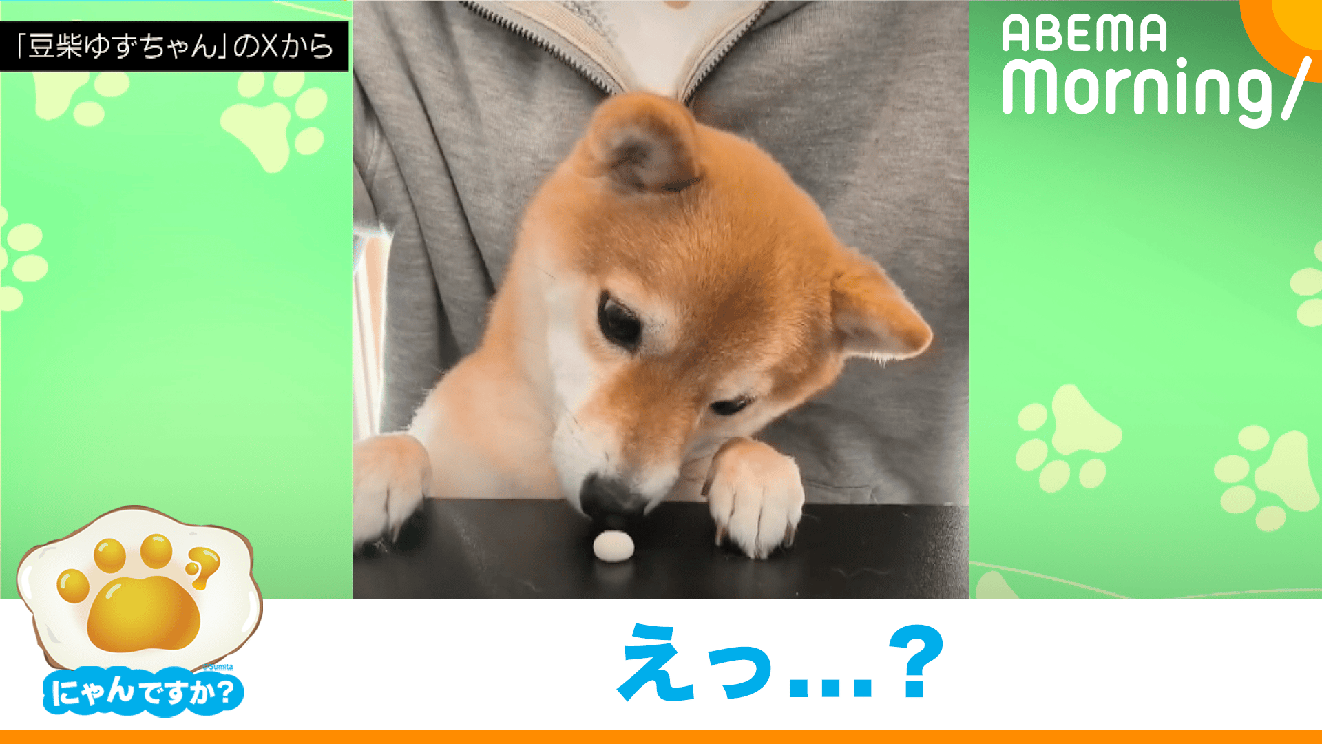 ボーロが消えた!? おやつハンターな柴犬｜にゃんですか