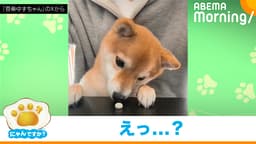 ボーロが消えた!? おやつハンターな柴犬|にゃんですか