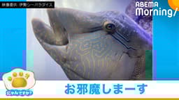 フレームインしてくるナポレオンフィッシュ|にゃんですか