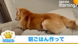 静かな"圧"で起こす豆柴|にゃんですか