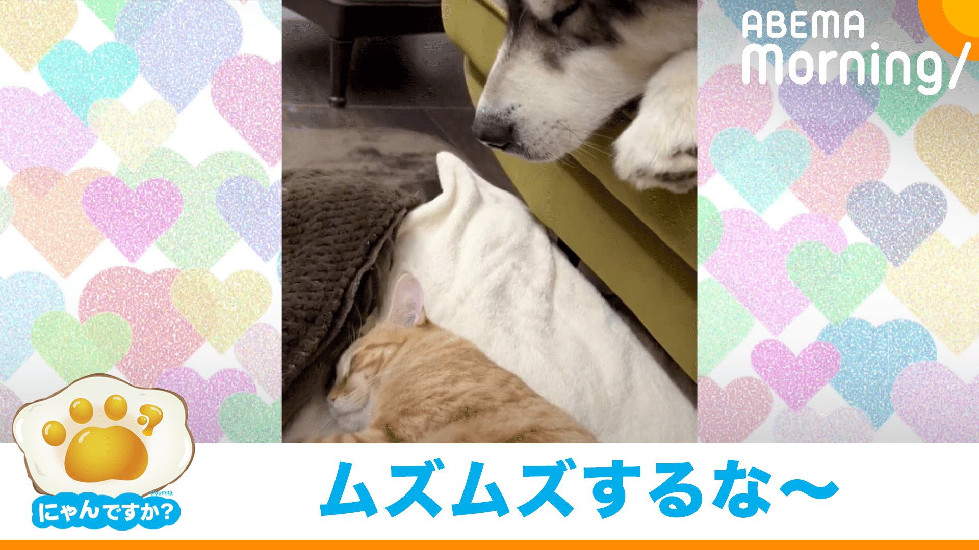 嫌～な風どこから?? 鼻息で昼寝の邪魔する犬(アラスカンマラミュート)｜にゃんですか