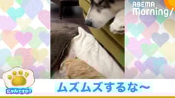 嫌~な風どこから?? 鼻息で昼寝の邪魔する犬(アラスカンマラミュート)|にゃんですか