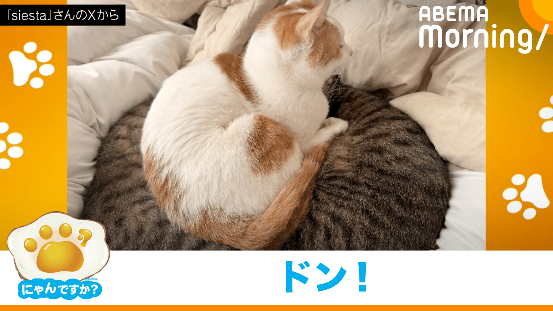 ｢なぜ割って入るのか…｣甘えん坊ネコが"割り込み"｜にゃんですか