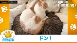 「なぜ割って入るのか…」甘えん坊ネコが"割り込み"|にゃんですか