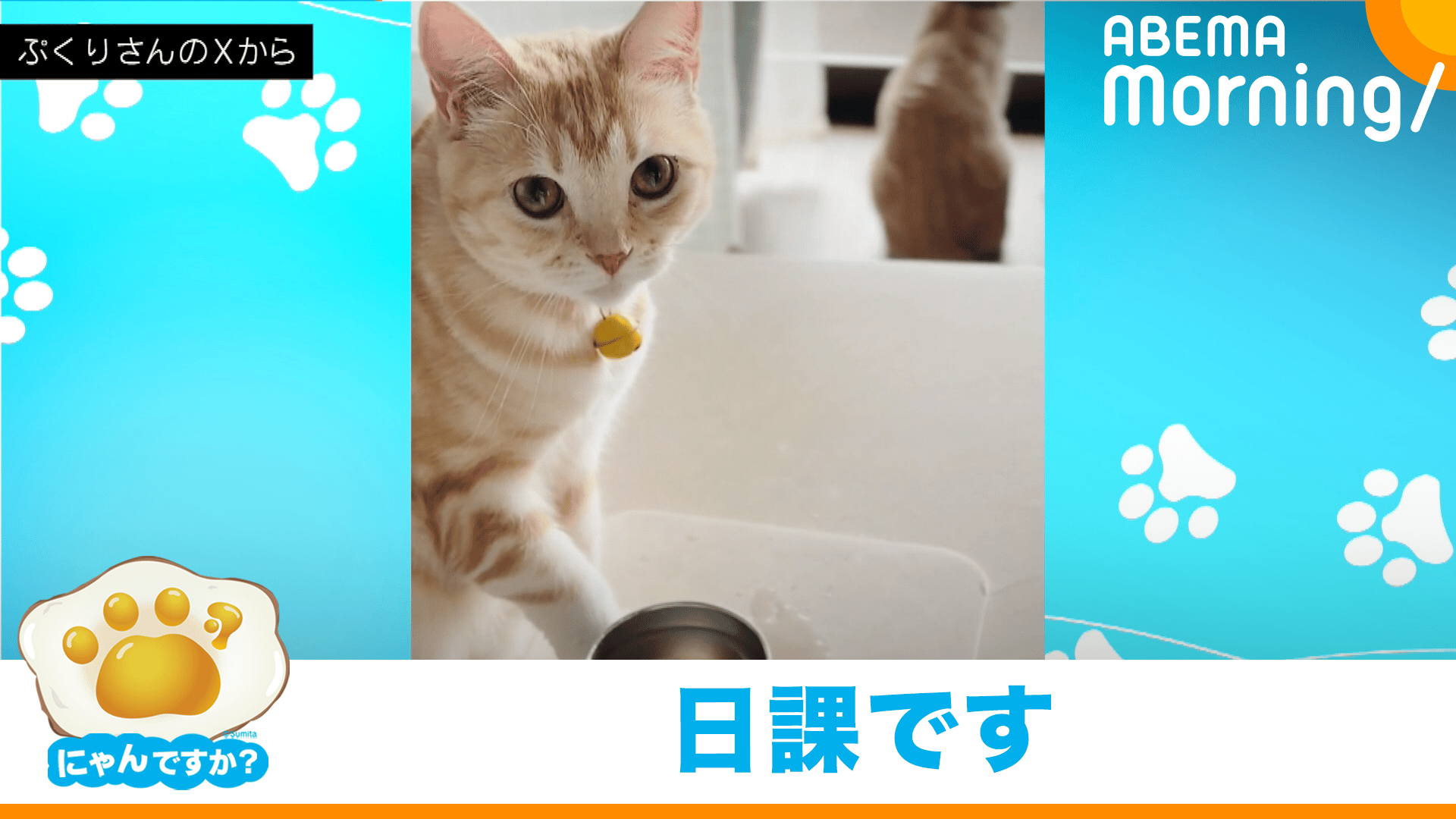 朝活？肉球あたため中のネコ｜にゃんですか