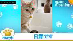 朝活?肉球あたため中のネコ|にゃんですか