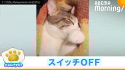 肉球吸っていたと思ったら…突然"電池切れ"するネコ|にゃんですか