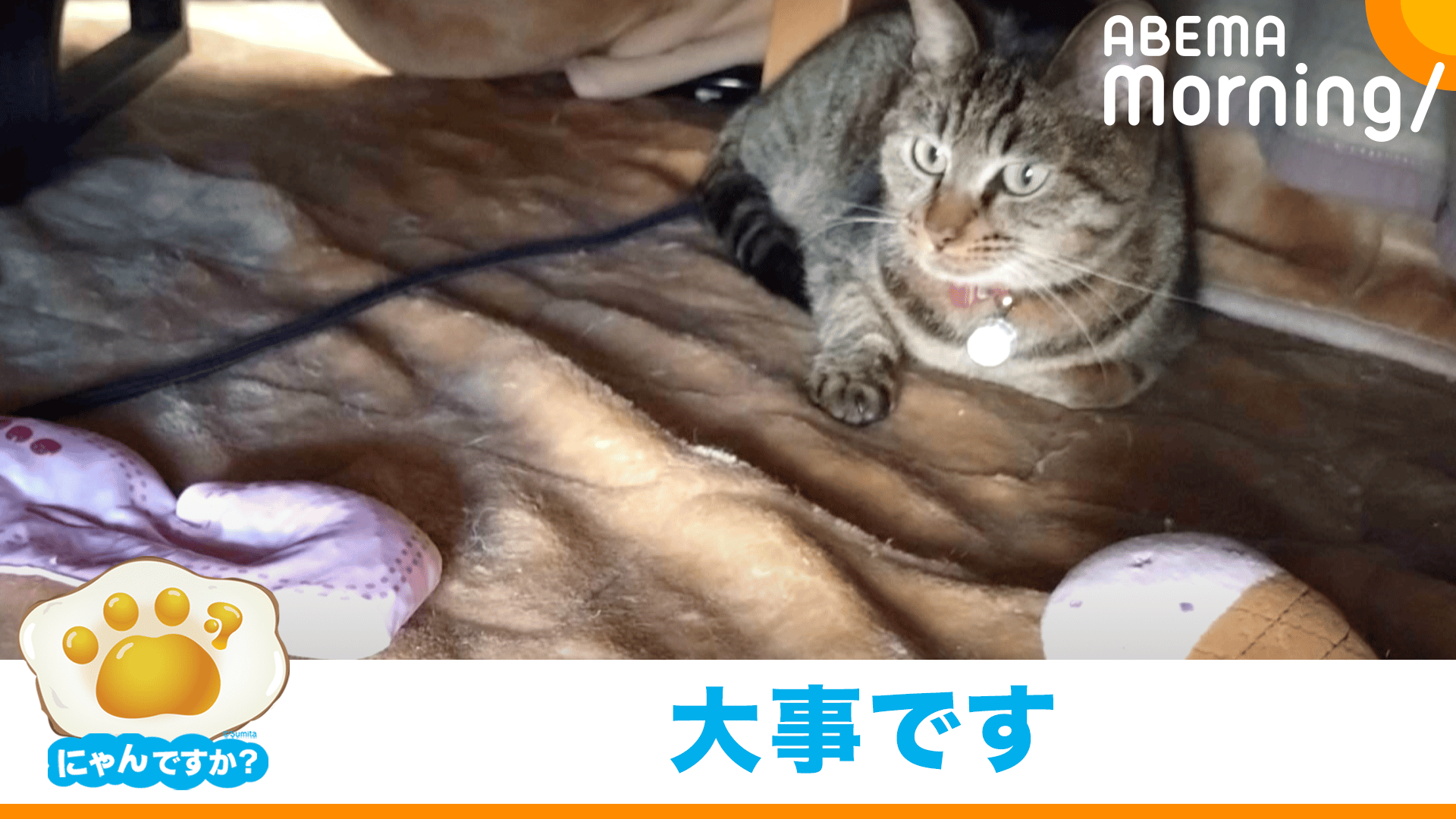 "宝物"をこたつにため込むネコ｜にゃんですか