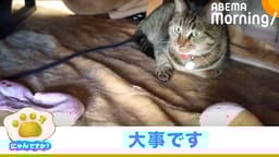 "宝物"をこたつにため込むネコ|にゃんですか