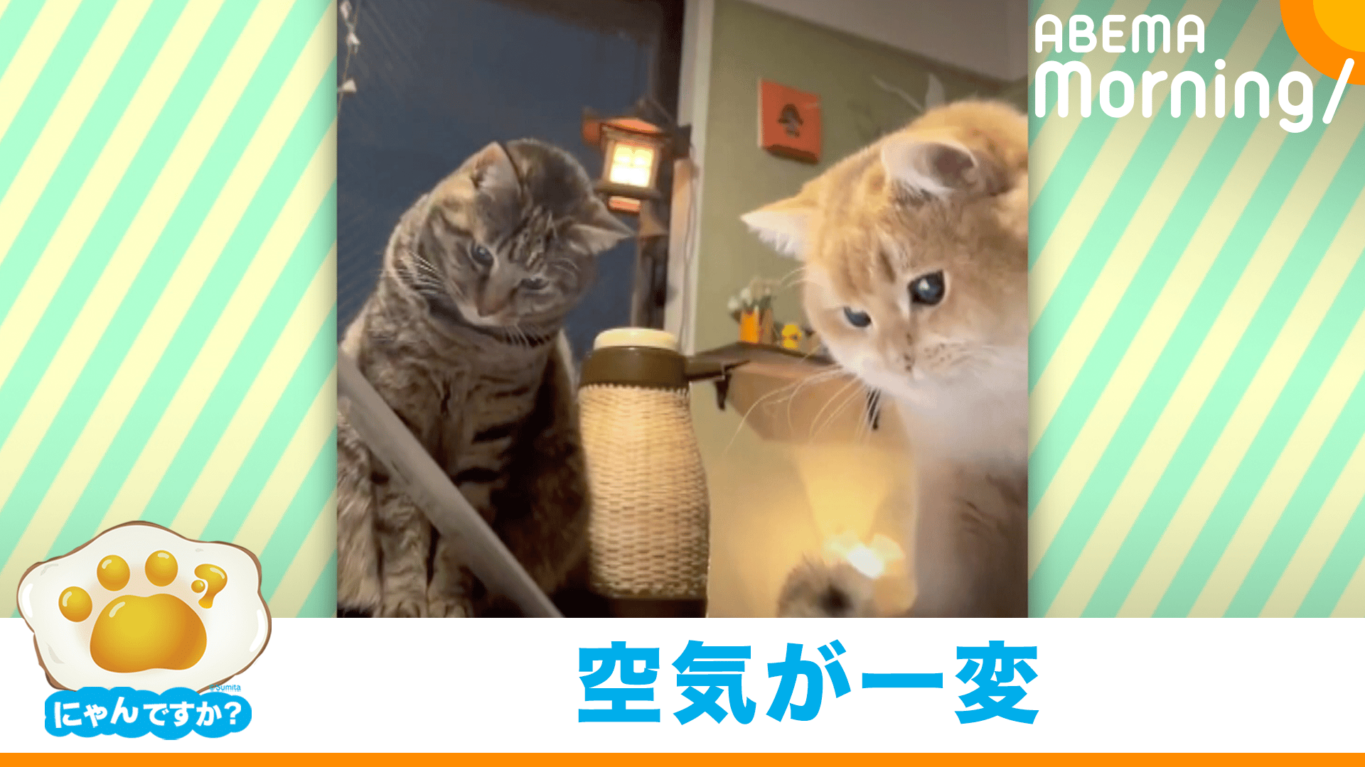 ネコ2匹で仲良くアニメを見ていたはずが…｜にゃんですか