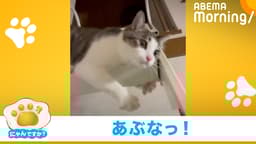 飼い主さんもヒヤリ ハシゴの途中でくつろぐネコ|にゃんですか