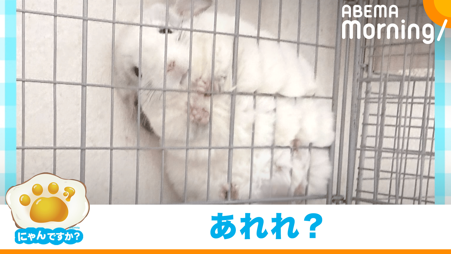 すき間に何が？ ジャンプで突入も…(チンチラ)｜にゃんですか