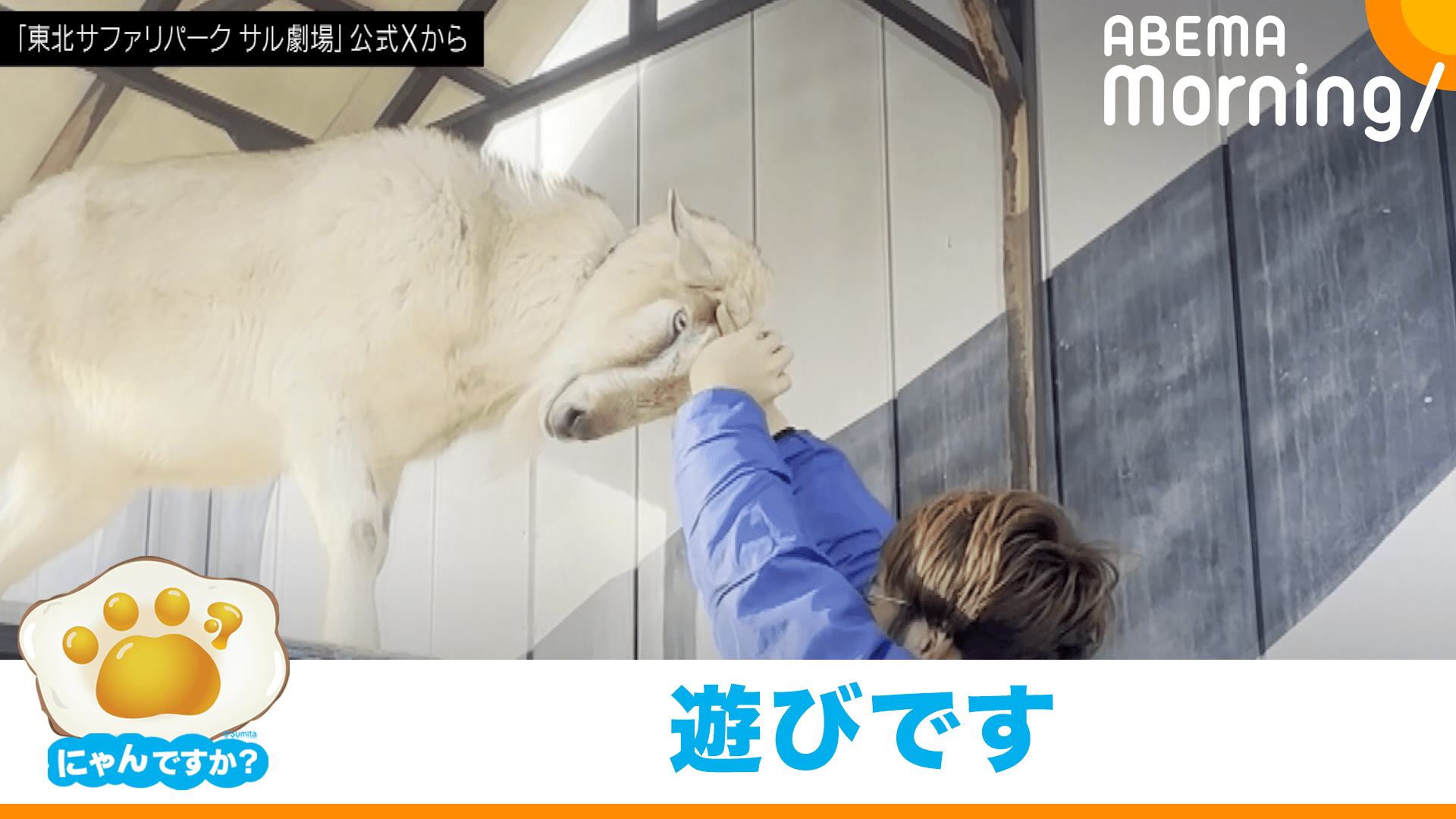 ヤギの"頭突き"の勢いに…飼育員｢筋トレ感覚で相手してます｣｜にゃんですか