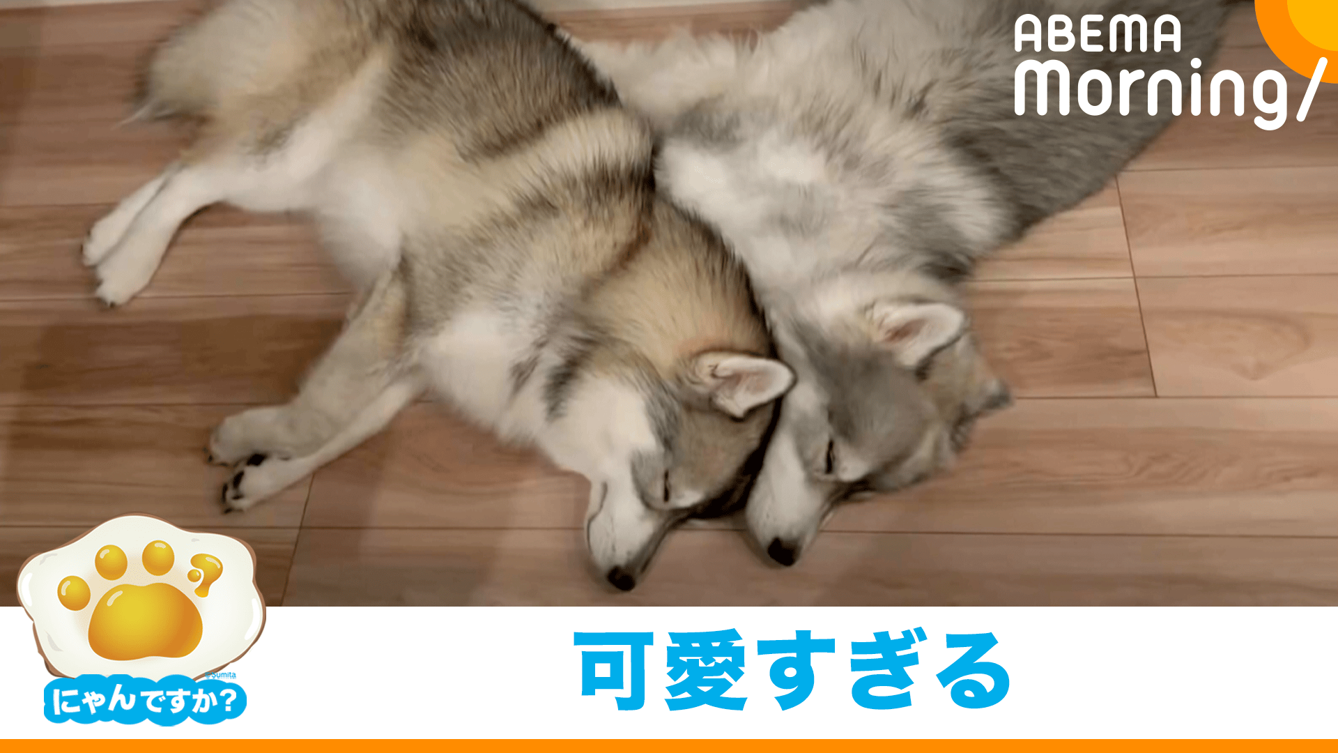 兄弟犬の愛にあふれた寝姿(サモスキー)｜にゃんですか