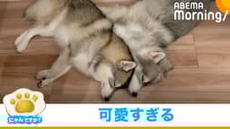 兄弟犬の愛にあふれた寝姿(サモスキー)|にゃんですか