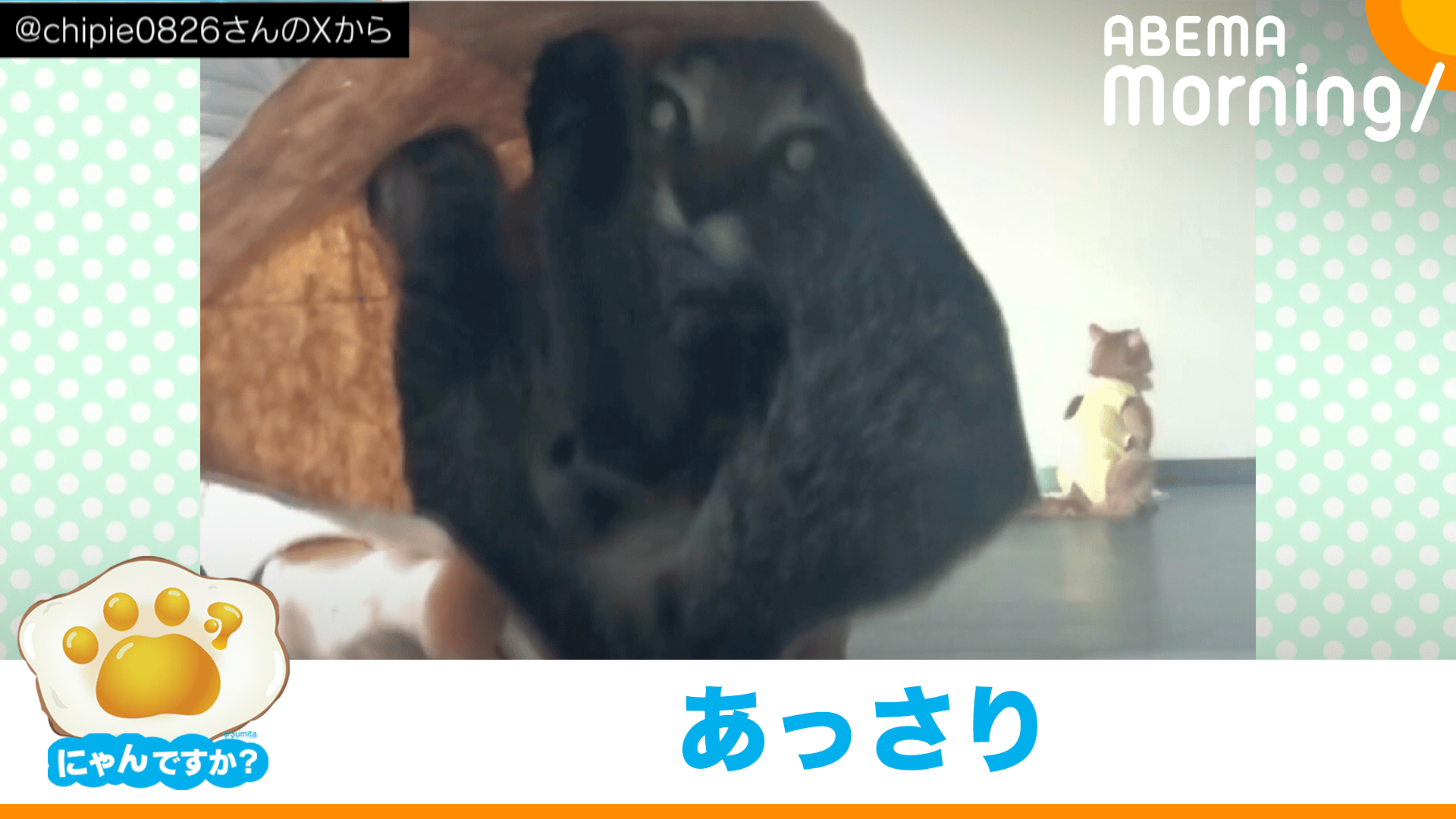 意外と簡単!? ネコを捕まえたい時は…｜にゃんですか