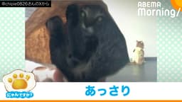 意外と簡単!? ネコを捕まえたい時は…|にゃんですか