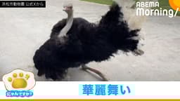飼育員を見つけると…ダチョウが披露する"求愛"ダンス|にゃんですか
