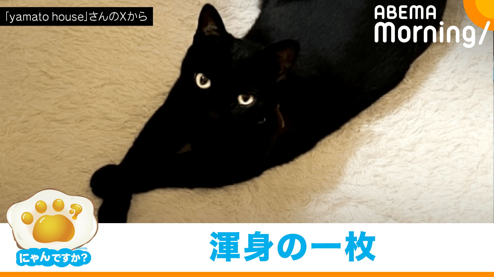 "焦げちゃった"ネコフライ｜にゃんですか
