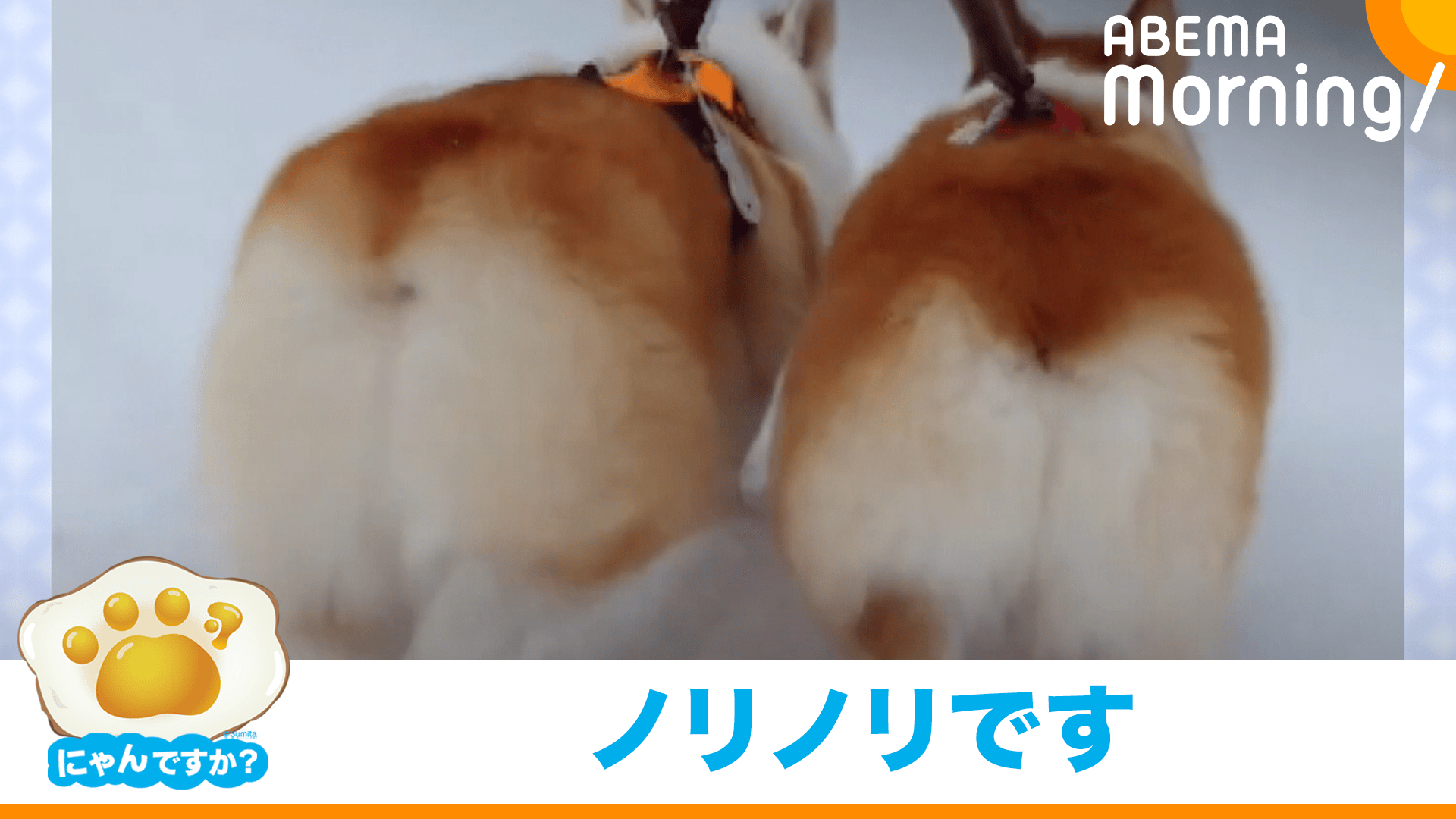 白銀の大地を駆ける"コギケツ"(コーギー)｜にゃんですか