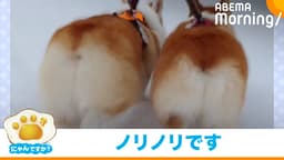 白銀の大地を駆ける"コギケツ"(コーギー)|にゃんですか