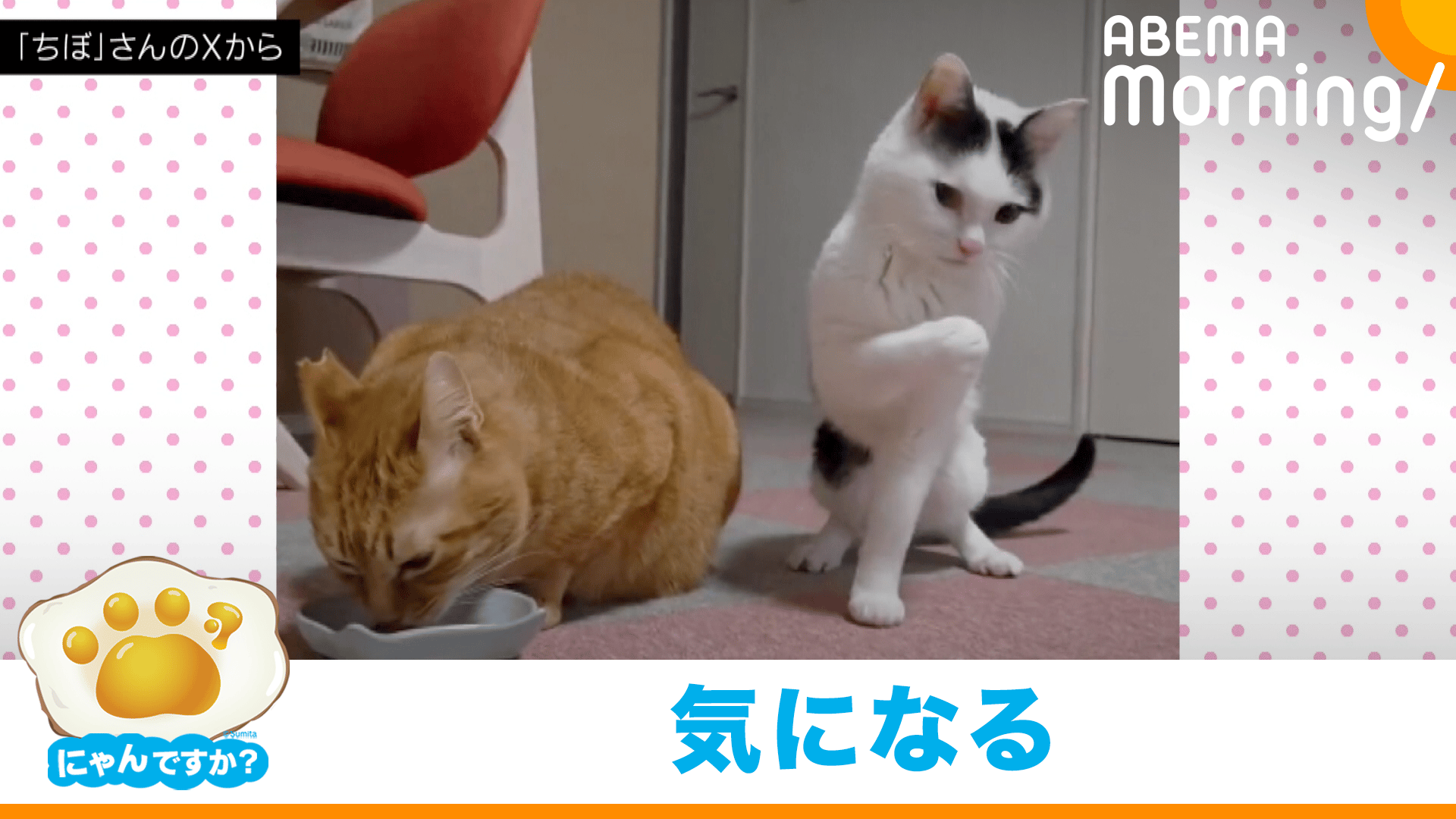 にゃん太パパ＆ママ確認用です 【公式通販】