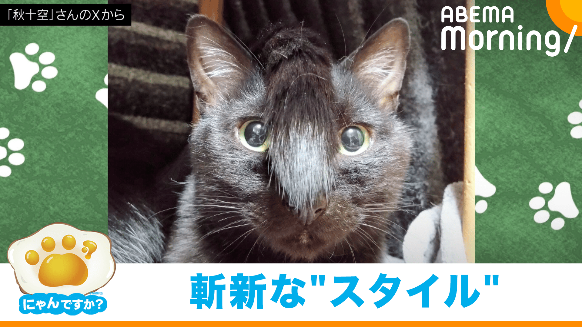キョトン顔で…笑わせに来るネコ｜にゃんですか - ABEMA Morning