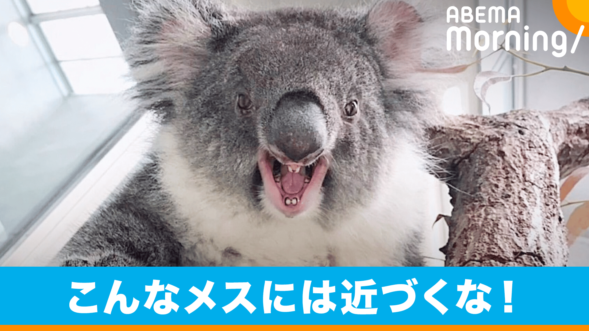 テレビ コアラさん用 ザ・バックヤード 知の迷宮の裏側探訪 鹿児島市平川動物公園 - 動画配信