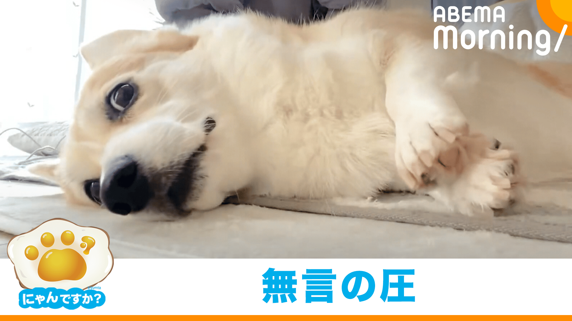 早くなでて！…視線で訴えるコーギー｜にゃんですか - ABEMA Morning