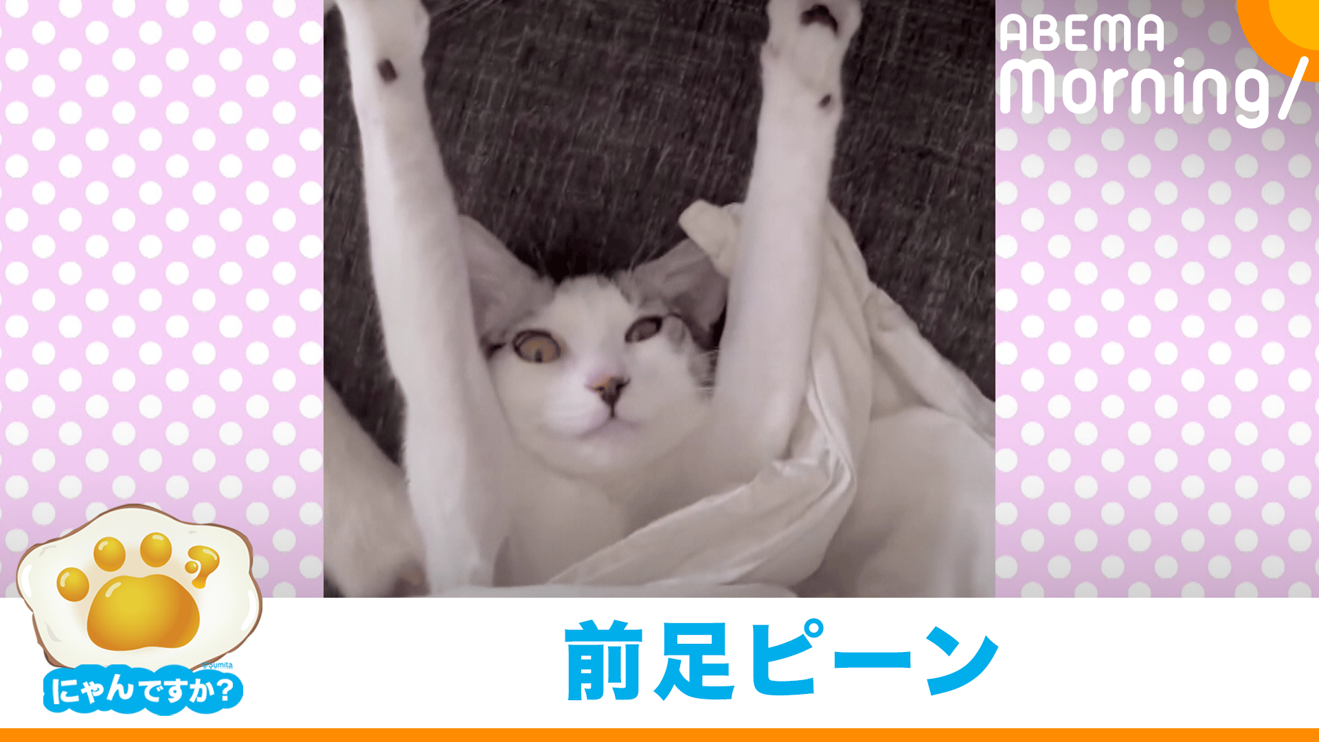じばにゃん様確認用ページです☆ お手本のような