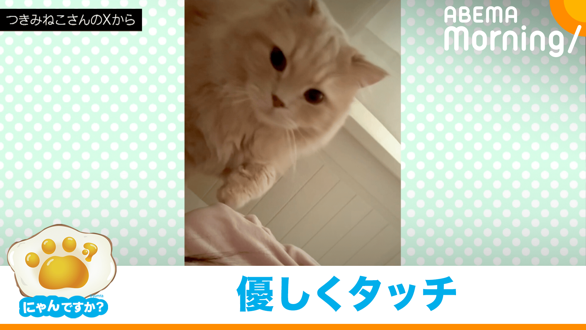 泣かないで…｣ 鼻すする飼い主さんに寄り添うネコ(ラガマフィン