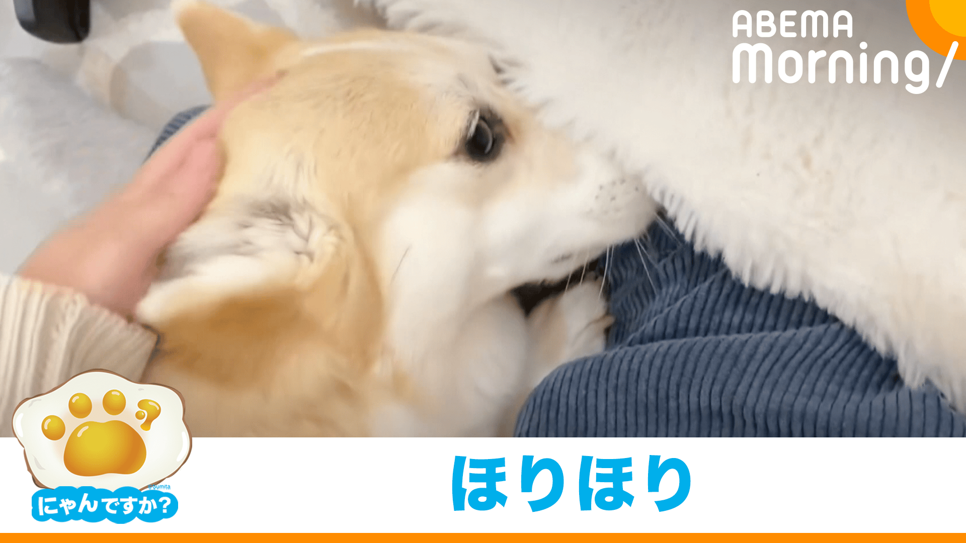 もっとなでて!」掘って訴えるコーギー｜にゃんですか - ABEMA Morning 