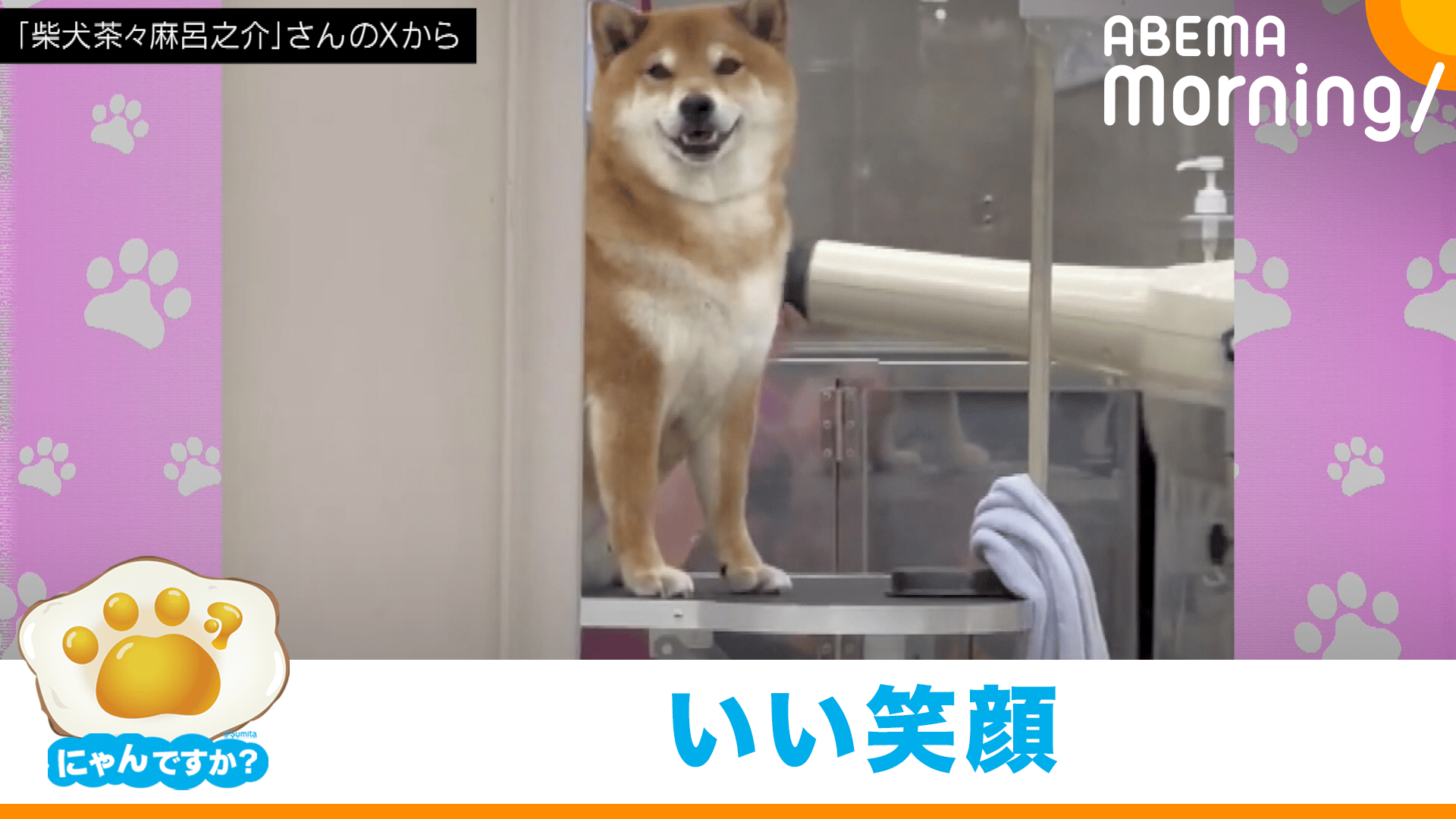 トリミング中にニコニコな柴犬|にゃんですか - ABEMA Morning【平日