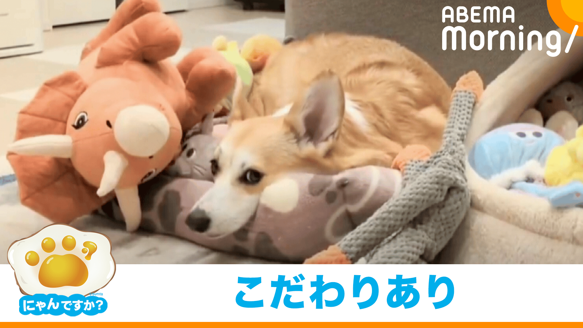 ぬいぐるみがたくさん！最近お気に入りの寝床(コーギー)｜にゃんですか