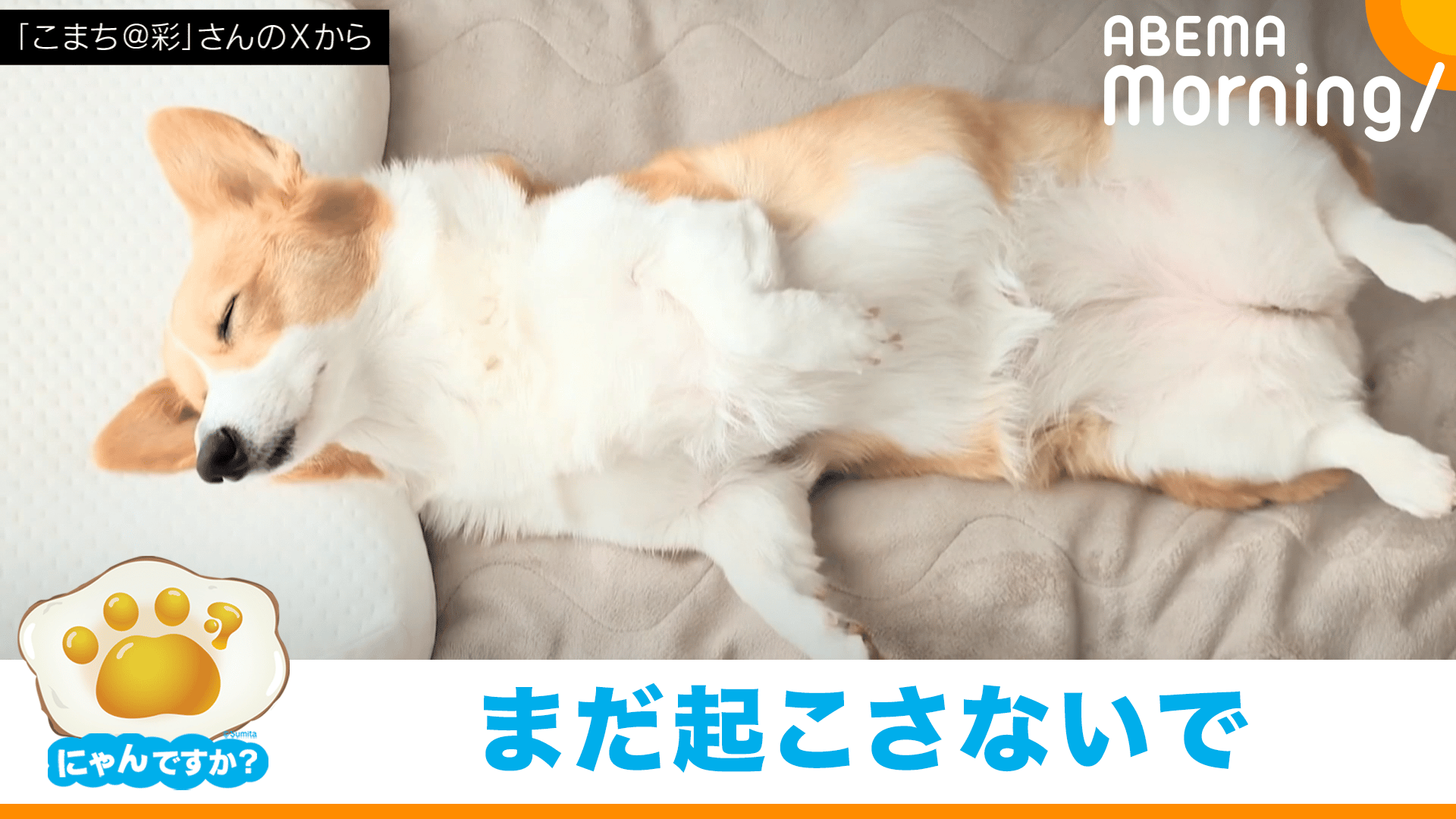 朝9時までに売れなければ300円早押し対決❗️　「こんにちは！君だけのコーギー」 ❤️