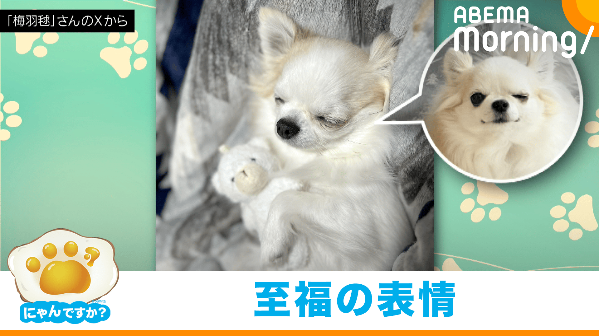 無防備な姿”でリラックスするチワワ|にゃんですか - ABEMA Morning